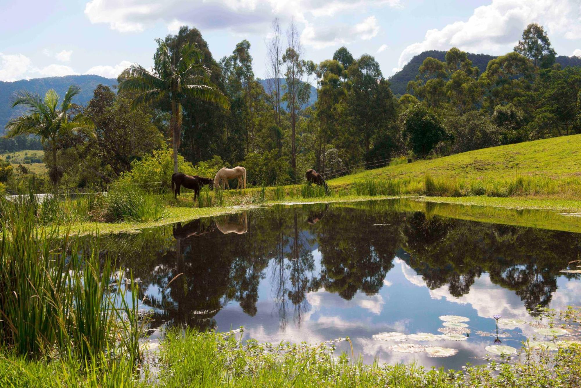 Отель Nimbin Waterfall Retreat Экстерьер фото