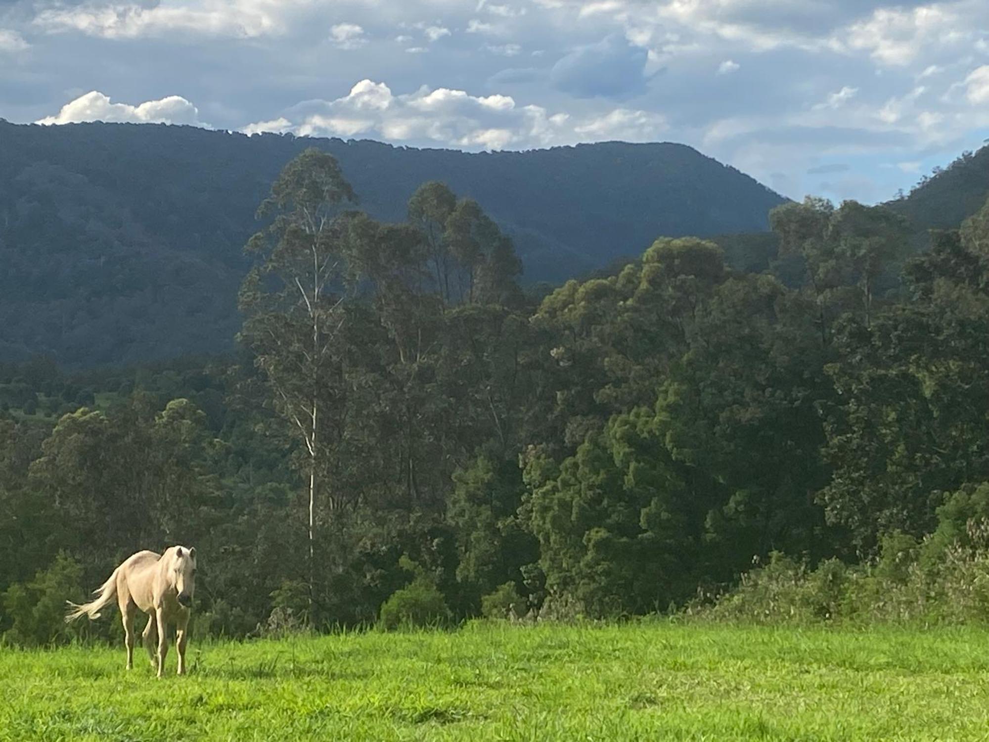 Отель Nimbin Waterfall Retreat Экстерьер фото